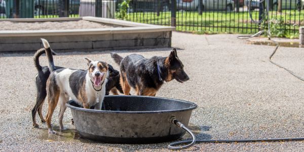 Nsf hotsell dog bowls